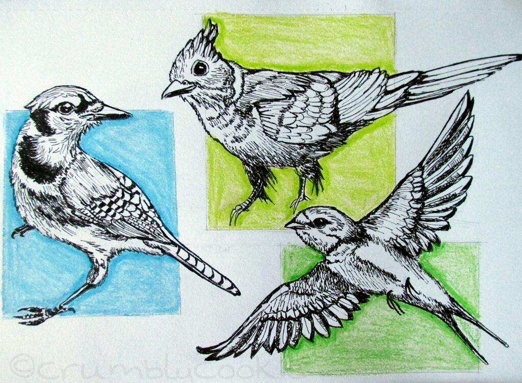 1024x751 Small Bird Sketches Art Amino - Small Bird Sketch