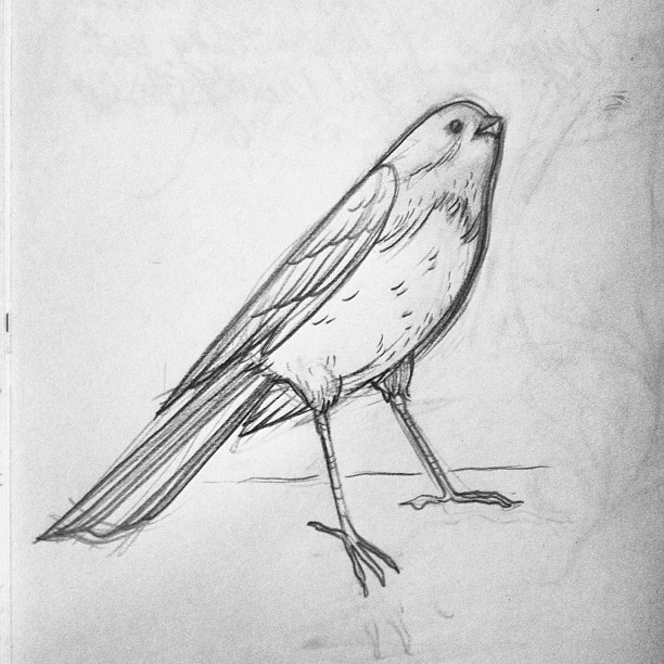 612x612 Small Bird Friend - Small Bird Sketch