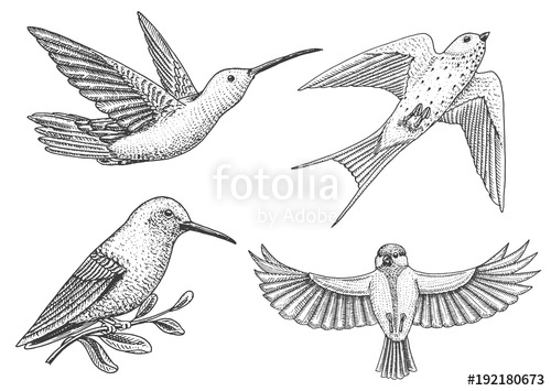 500x355 Small Birds Of Paradise, Barn Swallow Or Martlet And Parus Or - Small Bird Sketch