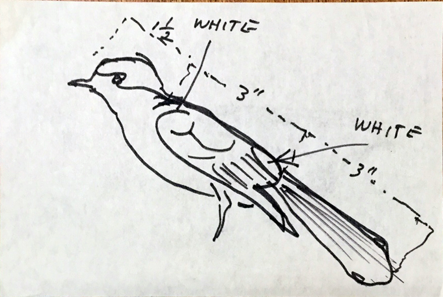 894x600 Very Small Bird With Notes White Lotus Gallery - Small Bird Sketch