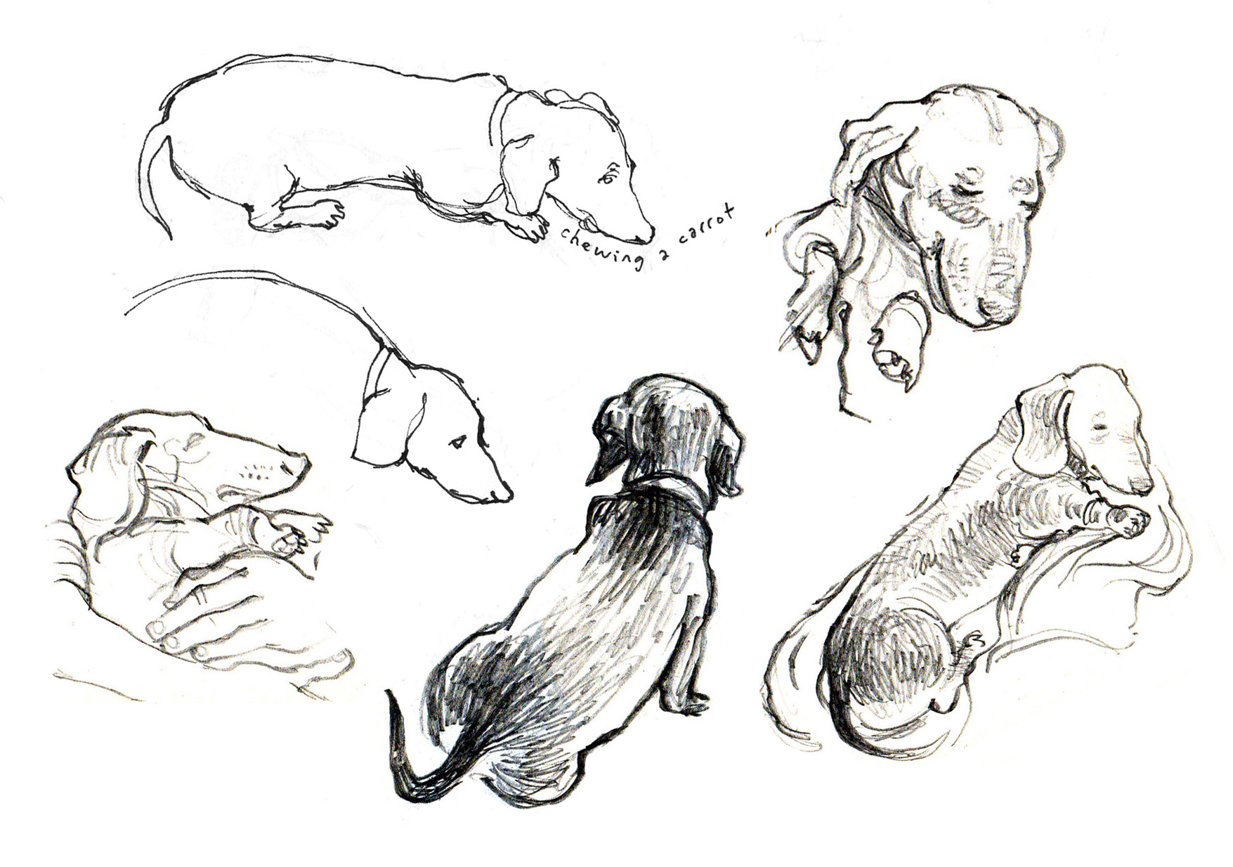 1755x1234 Sausage Dog Drawings - Small Dog Sketch