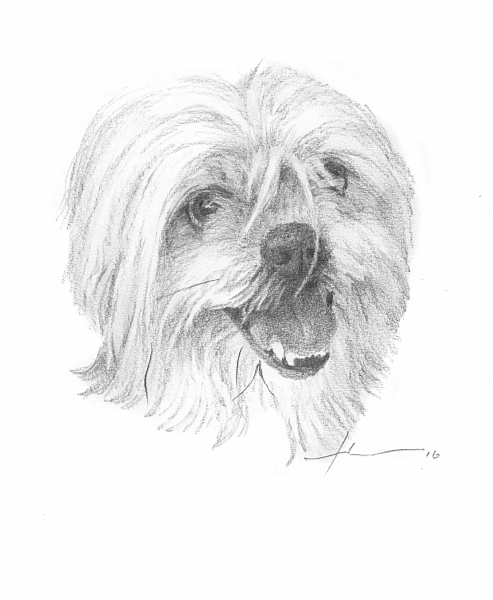 493x600 White Dog Drawing - Small Dog Sketch