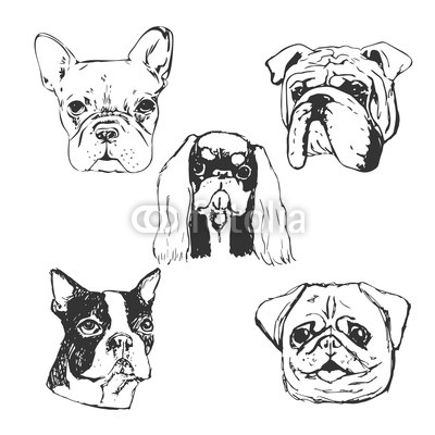 400x400 Dog Vector Illustration. Hand Drawn Dog Portraits. Sketch Of - Small Dog Sketch