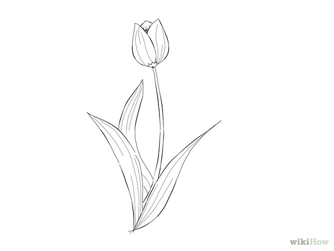 670x503 Flower Sketch - Small Flower Sketch