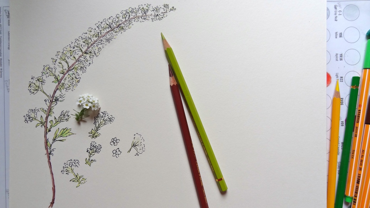 1280x720 Drawing Flowers Watercolor Journal - Small Flower Sketch