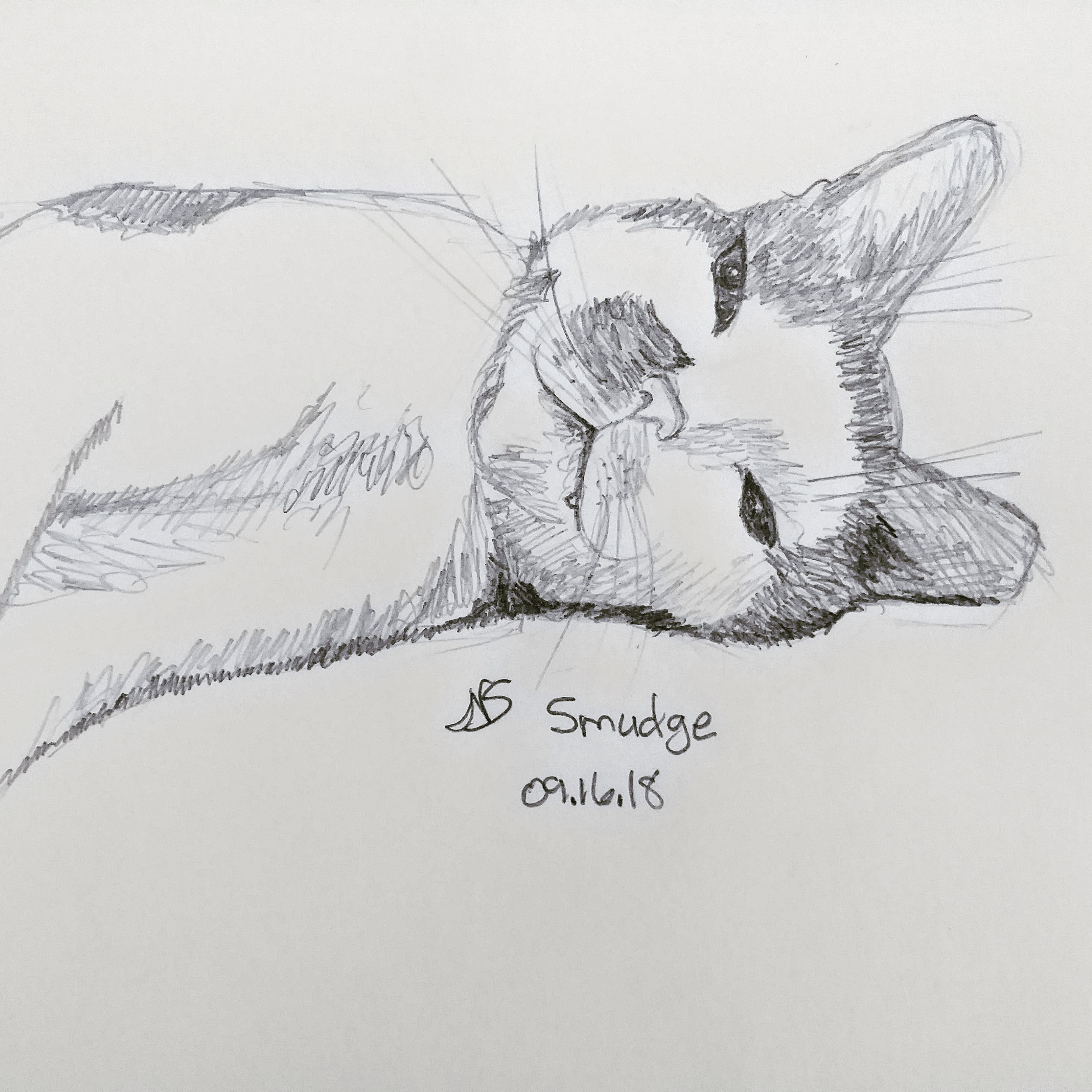 3072x3072 A Cat Named Smudge Sketches - Smudge Sketch