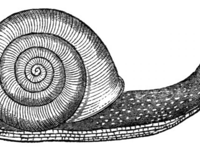 640x480 Drawn Snail Sketch 2 - Snail Sketch