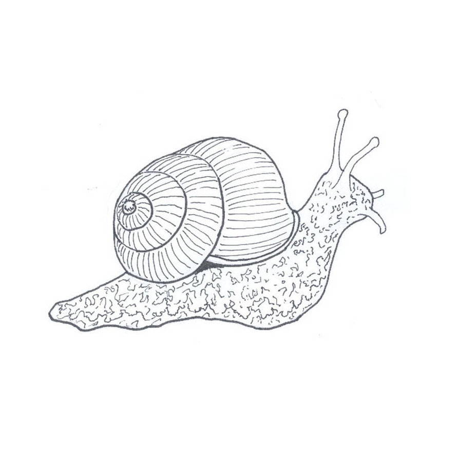 894x894 Drawn Snail Sketch - Snail Sketch