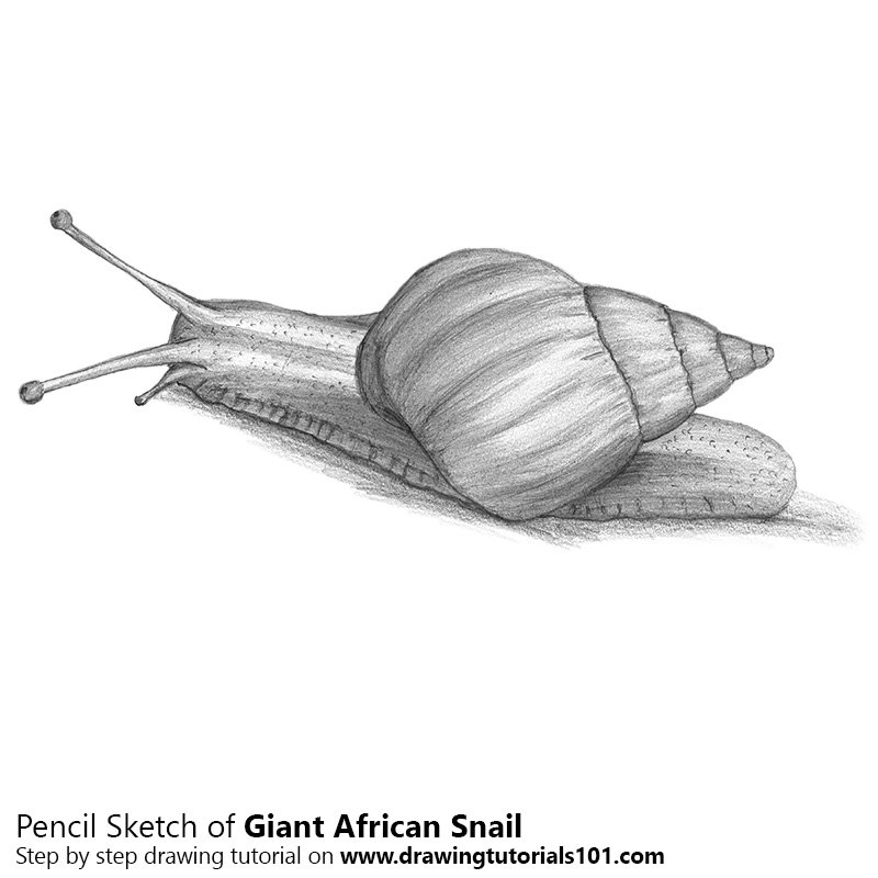 800x800 Giant African Snail Pencil Drawing - Snail Sketch