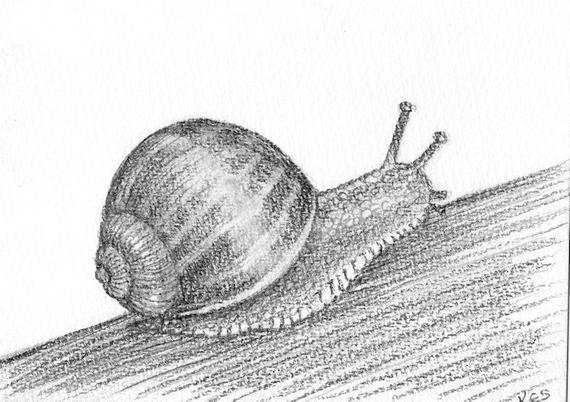 570x402 Pictures Of Snail Pencil Sketch - Snail Sketch
