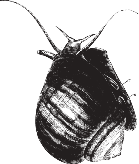 466x550 Slimy Snail Sketch - Snail Sketch