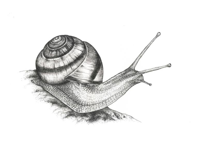 770x544 Snail Drawing, Pencil, Sketch, Colorful, Realistic Art Images - Snail Sketch