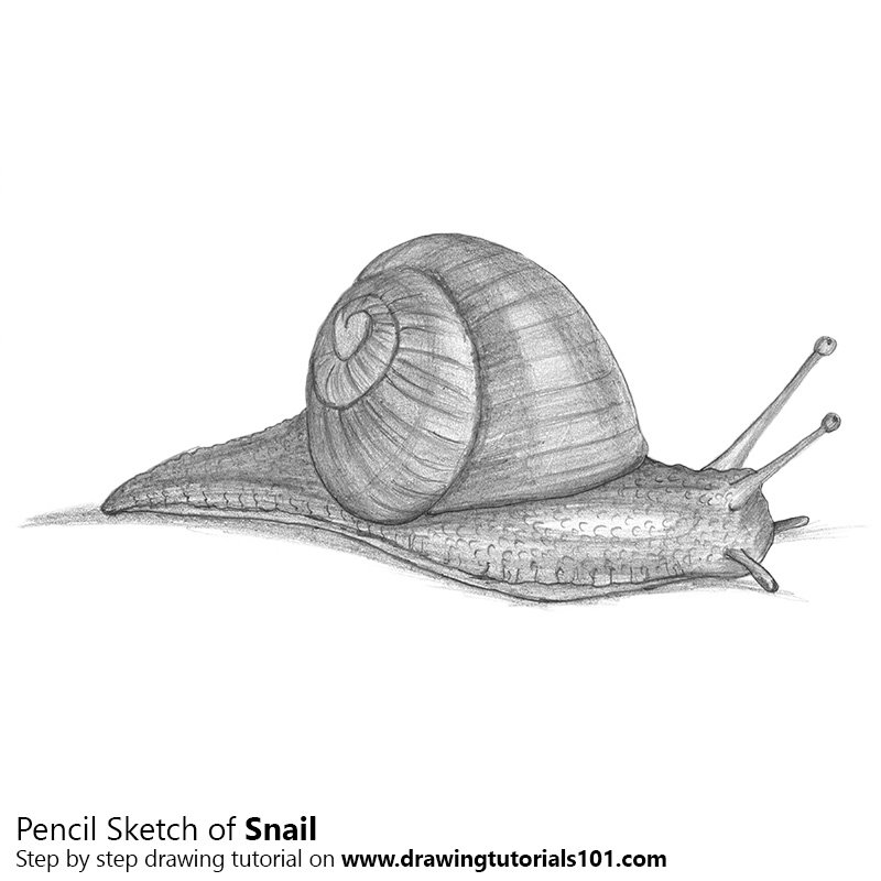 800x800 Snail Pencil Drawing - Snail Sketch