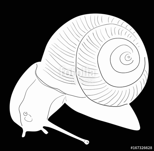 500x489 White Single Snail Sketch On White Stock Image And Royalty Free - Snail Sketch