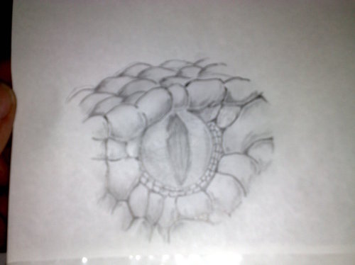 500x374 How To Draw Animals Snakes And Their Patterns - Snake Eyes Sketch