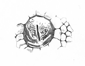 300x232 Snake Eyes Drawings - Snake Eyes Sketch