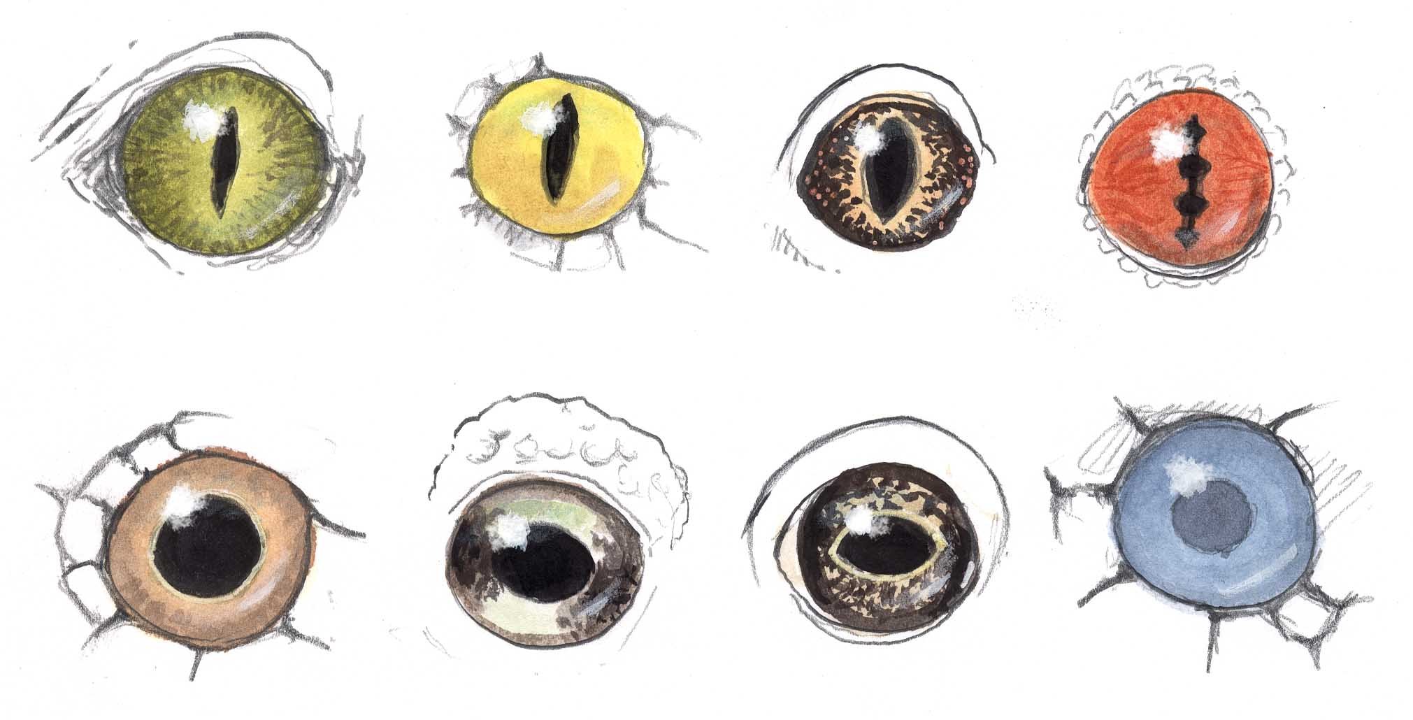 2021x1030 Drawing Reptile And Amphibian Eyes - Snake Eyes Sketch