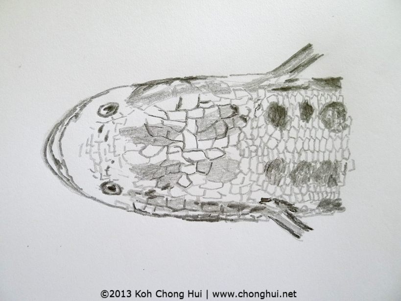 819x614 Nature Of Love Northern Snakehead Fish 9 To 5 Travel Blog - Snake Head Sketch