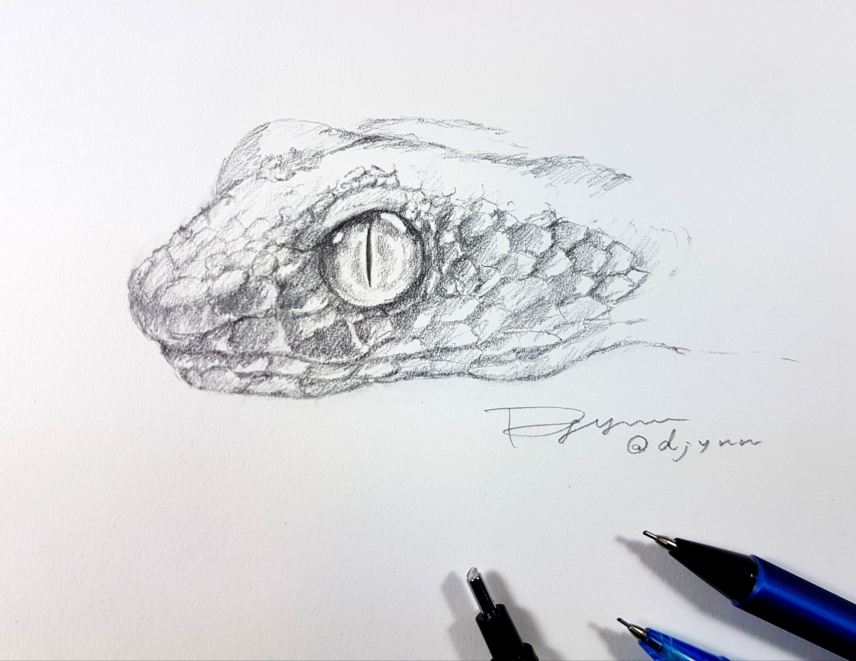 Snake Head Sketch at PaintingValley.com | Explore collection of Snake ...