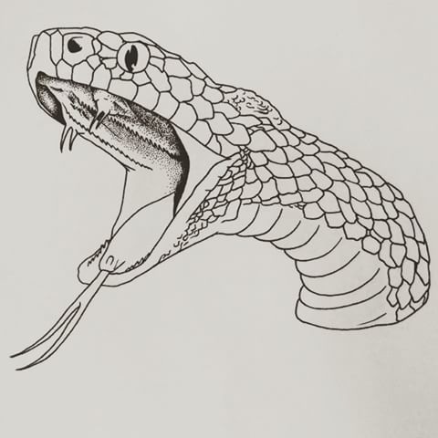 Open Mouth Realistic Snake Drawing