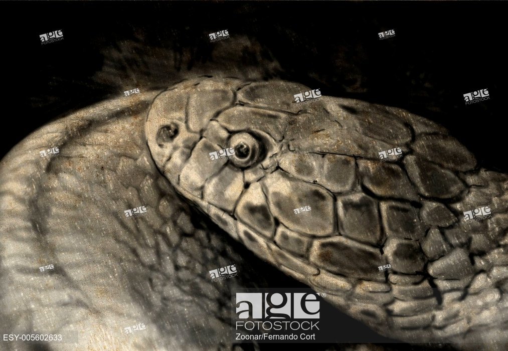 1013x700 Sketch Made With Digital Tablet, Snake Head, Stock Photo, Picture - Snake Head Sketch