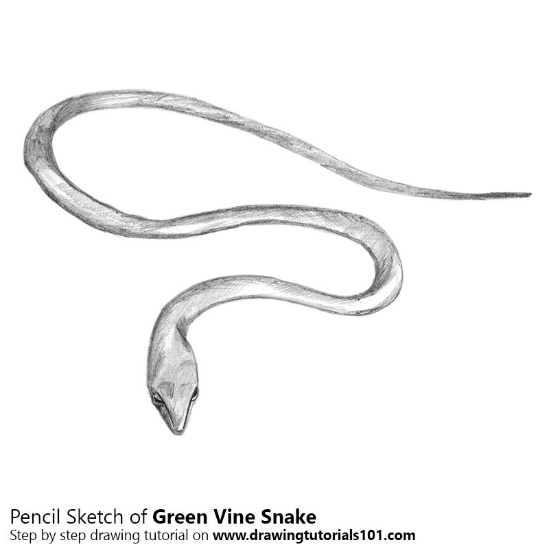 800x800 Green Vine Snake Pencil Drawing - Snake Pencil Sketch