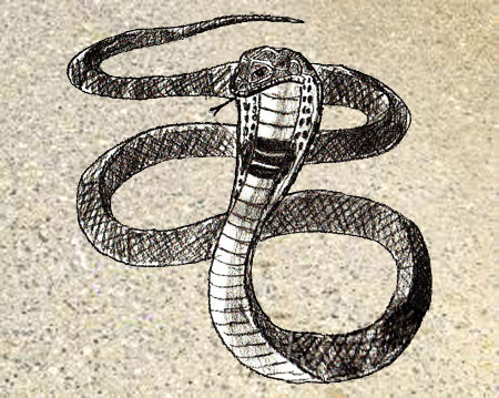 450x359 How To Draw A Snake - Snake Pencil Sketch