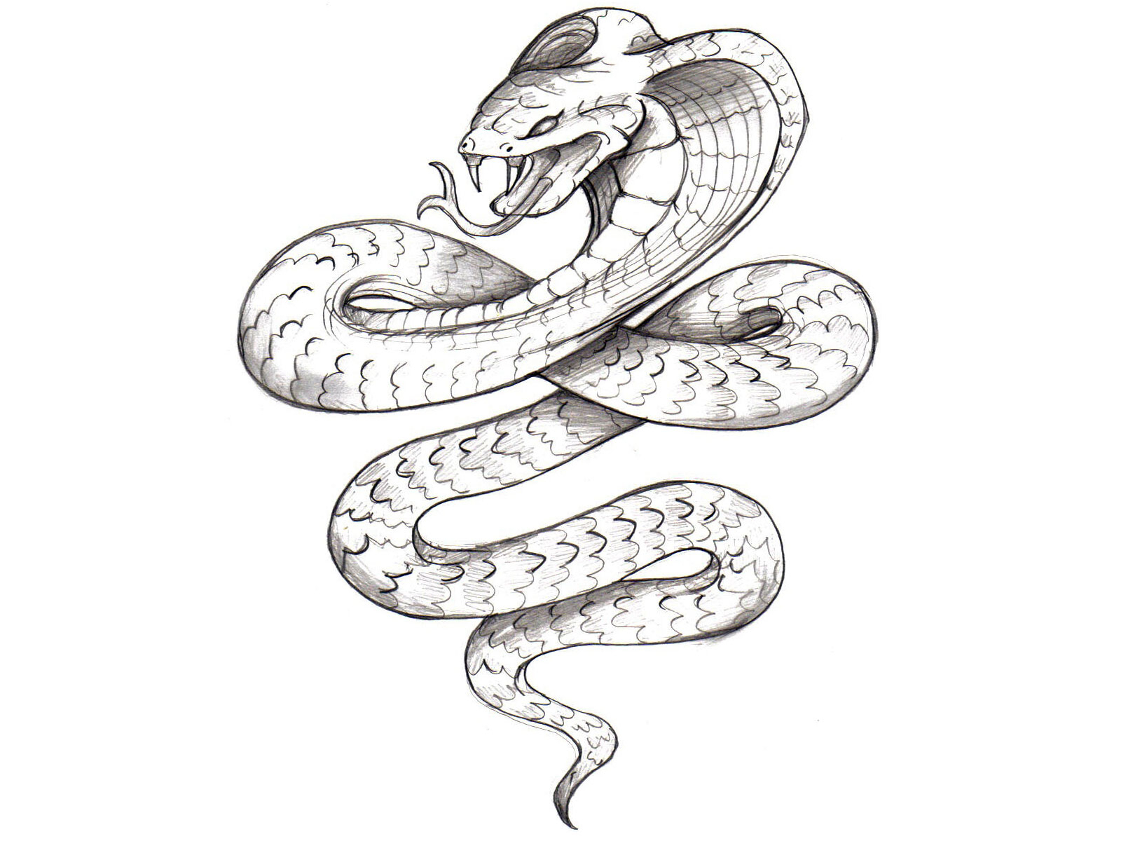 Snake Pencil Sketch at Explore collection of Snake