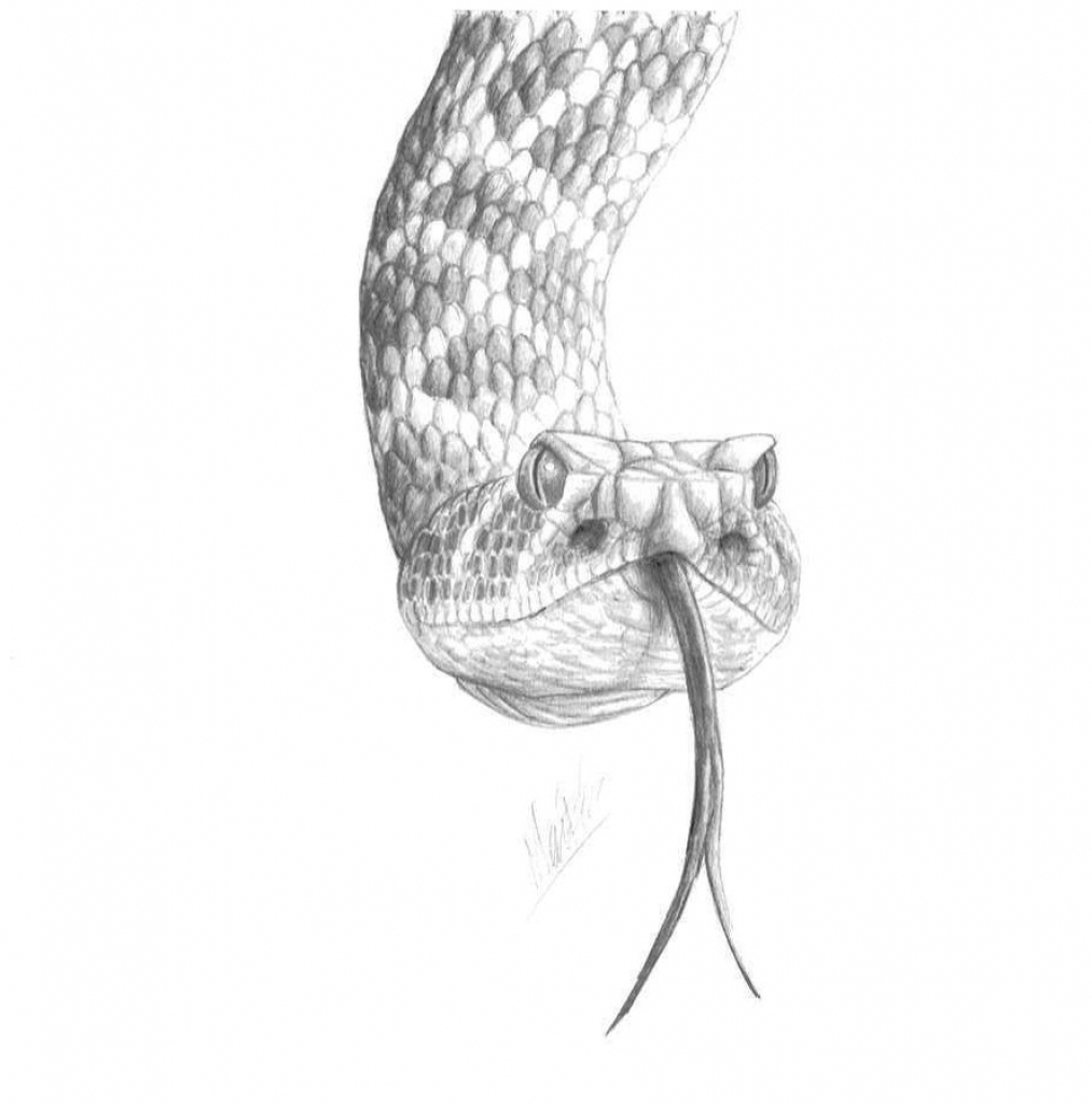  Snake Pencil Sketch at PaintingValley.com Explore collection of Snake 