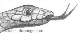 263x110 Wildlife Pencil Drawings - Snake Pencil Sketch