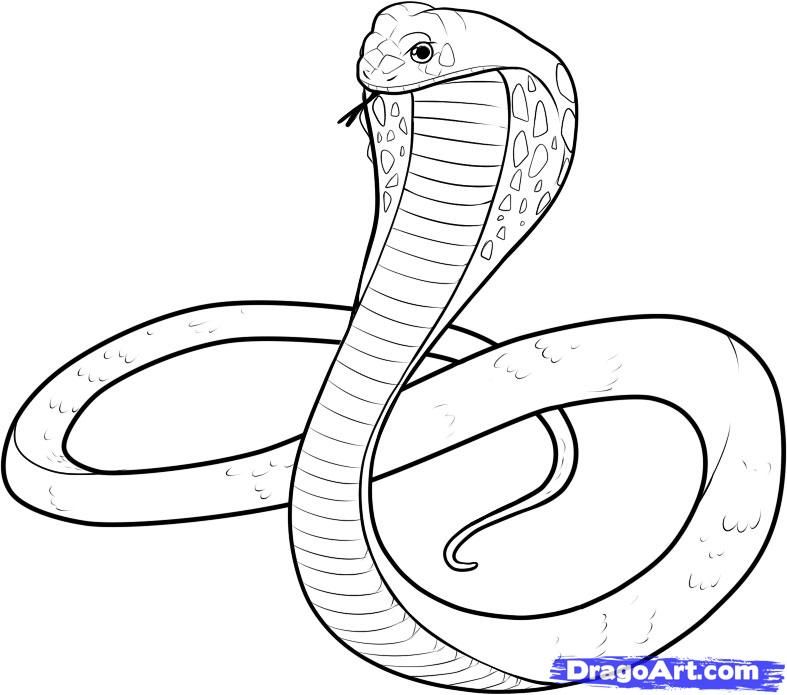 787x695 Snake Drawings For Kids King Cobra Coloring Pages Backyard - Snake Pencil Sketch