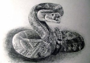 Snake Pencil Sketch at PaintingValley.com | Explore collection of Snake ...