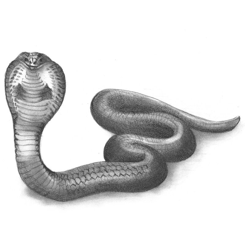 Snake Pencil Sketch at PaintingValley.com | Explore collection of Snake ...