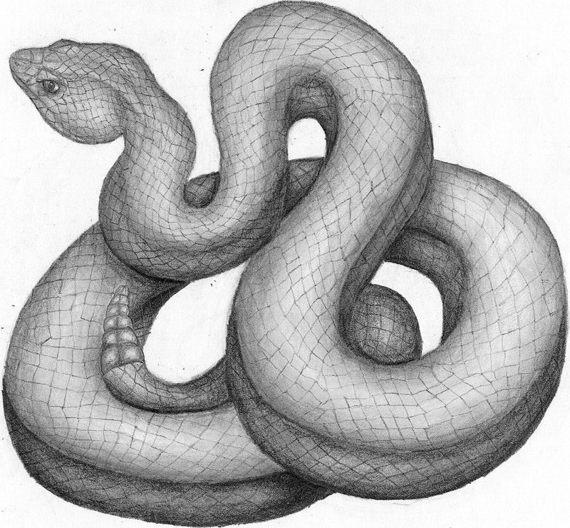 800x740 Snake Sketch By Chaotica I - Snake Sketch