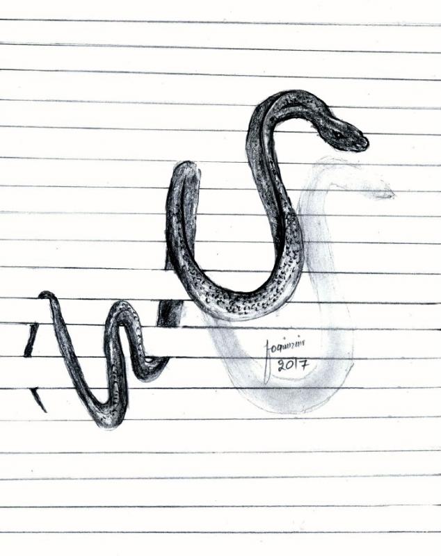 634x800 Snake Sketch! - Snake Sketch