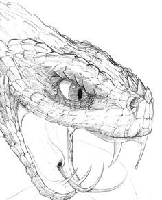 236x292 Snake Head Drawing - Snake Sketch