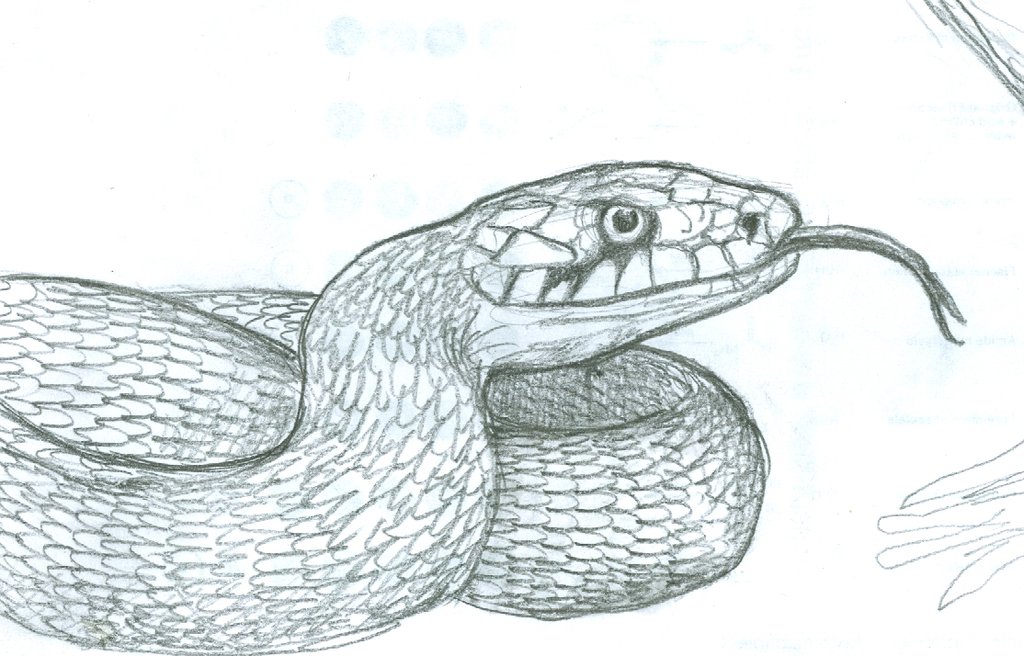 1024x656 Grass Snake Sketch By Whiplash3 - Snake Sketch Images