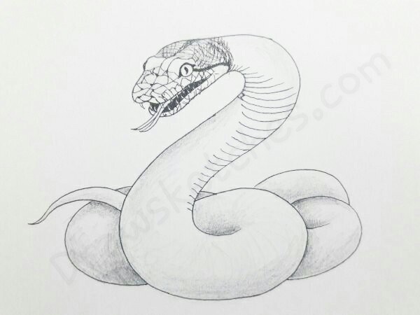 600x450 How To Draw A Snake In A Few Easy Steps With Pictures - Snake Sketch Images