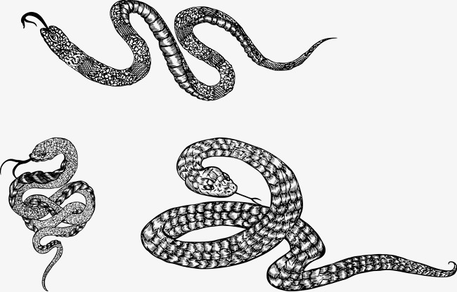 Snake Sketch Images at PaintingValley.com | Explore collection of Snake ...