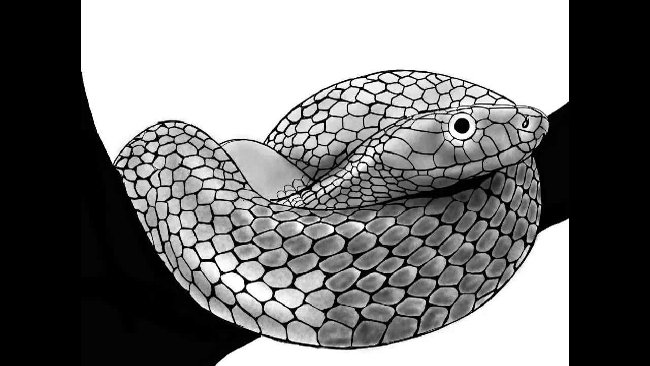 1280x720 Speed Digital Sketch On Ipad Snake - Snake Sketch Images