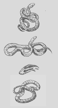 236x434 The 48 Best Snake Tattoo Sketches Images Cobra - Snake Tattoo Sketch