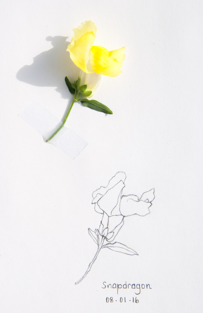 648x1000 Daily Sketch Snapdragon - Snapdragon Flower Sketch