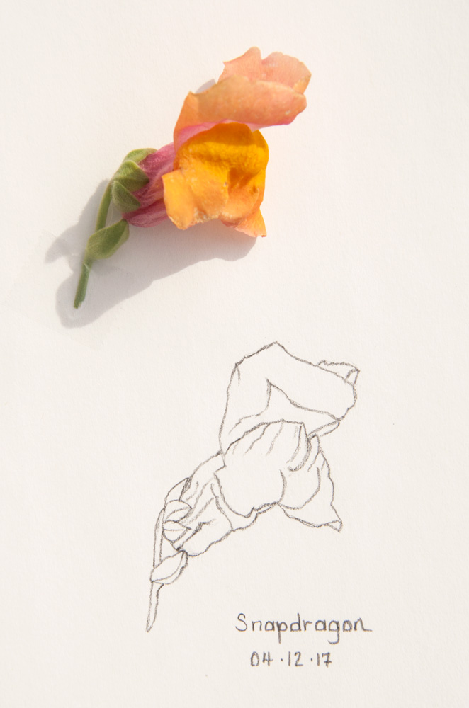 662x1000 Exciting Project Amp Snapdragon Sketch - Snapdragon Flower Sketch