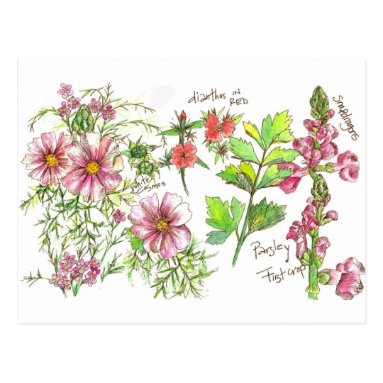 540x540 Pink Cosmos Snapdragon Flowers Sketch Postcard - Snapdragon Flower Sketch