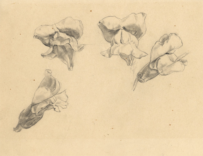 648x500 Sketches Of Flowers Idea - Snapdragon Flower Sketch