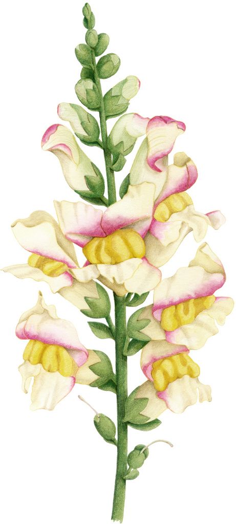 461x1024 Snapdragon Botanica Flowers, Drawings And Tattoos - Snapdragon Flower Sketch