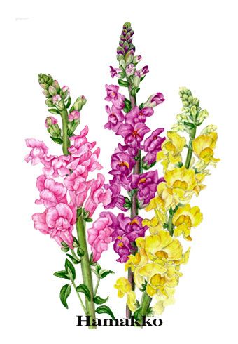 340x490 Snapdragon Flower Drawing Snapdragon Flower Drawing Snapdragon - Snapdragon Flower Sketch