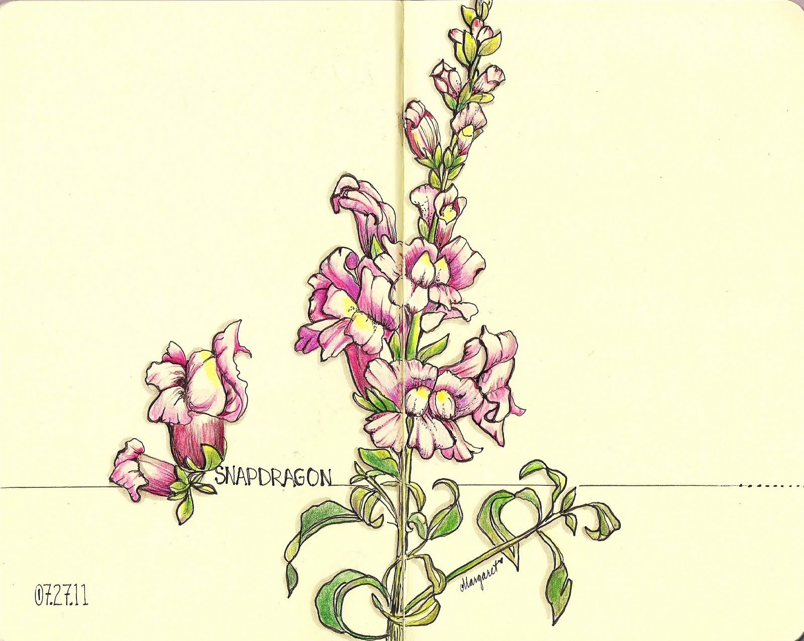 Snapdragon Flower Sketch at Explore collection of