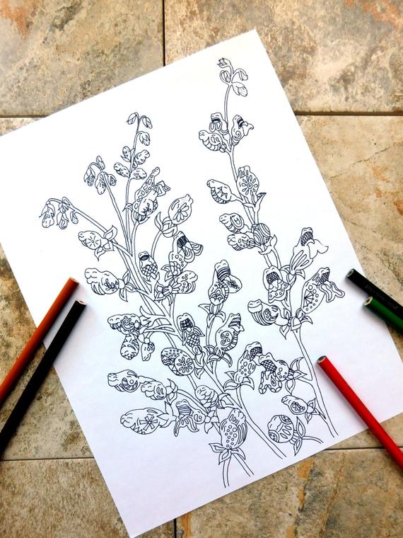 570x760 Flowers Coloring Pages Dragon Coloring - Snapdragon Flower Sketch