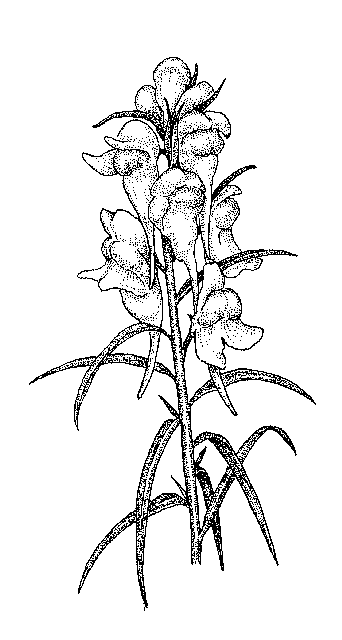 342x640 Snapdragon Embroidery Floral Drawing, Flowers And - Snapdragon Flower Sketch
